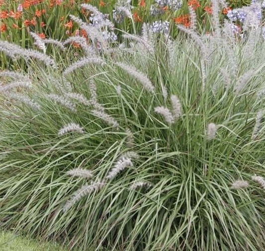 Pennisetum Orientalis Herbe Aux Couvillons Les Jardins De Phocas