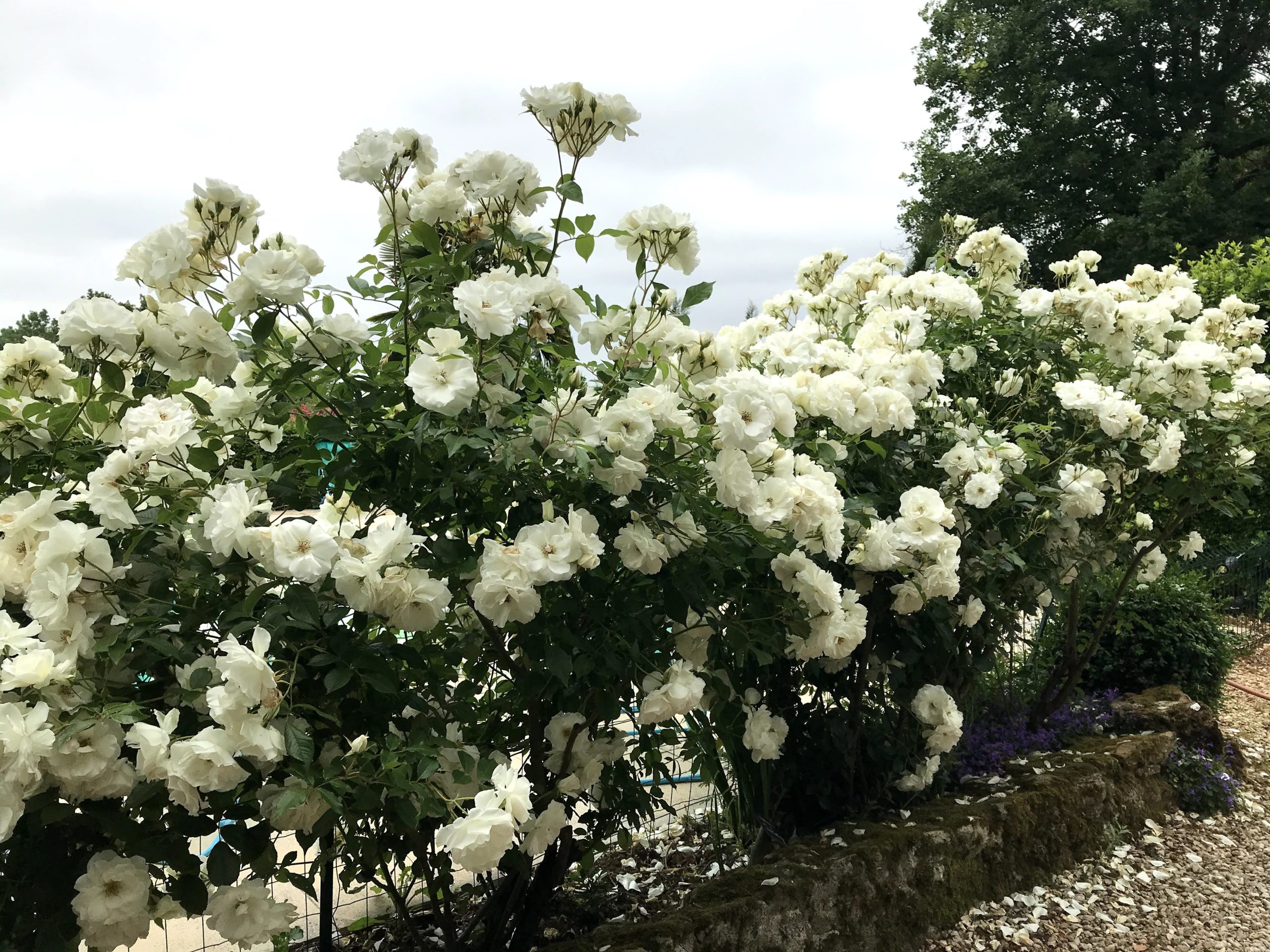Rosier Iceberg (ou Fée des Neiges) Les Jardins de Phocas