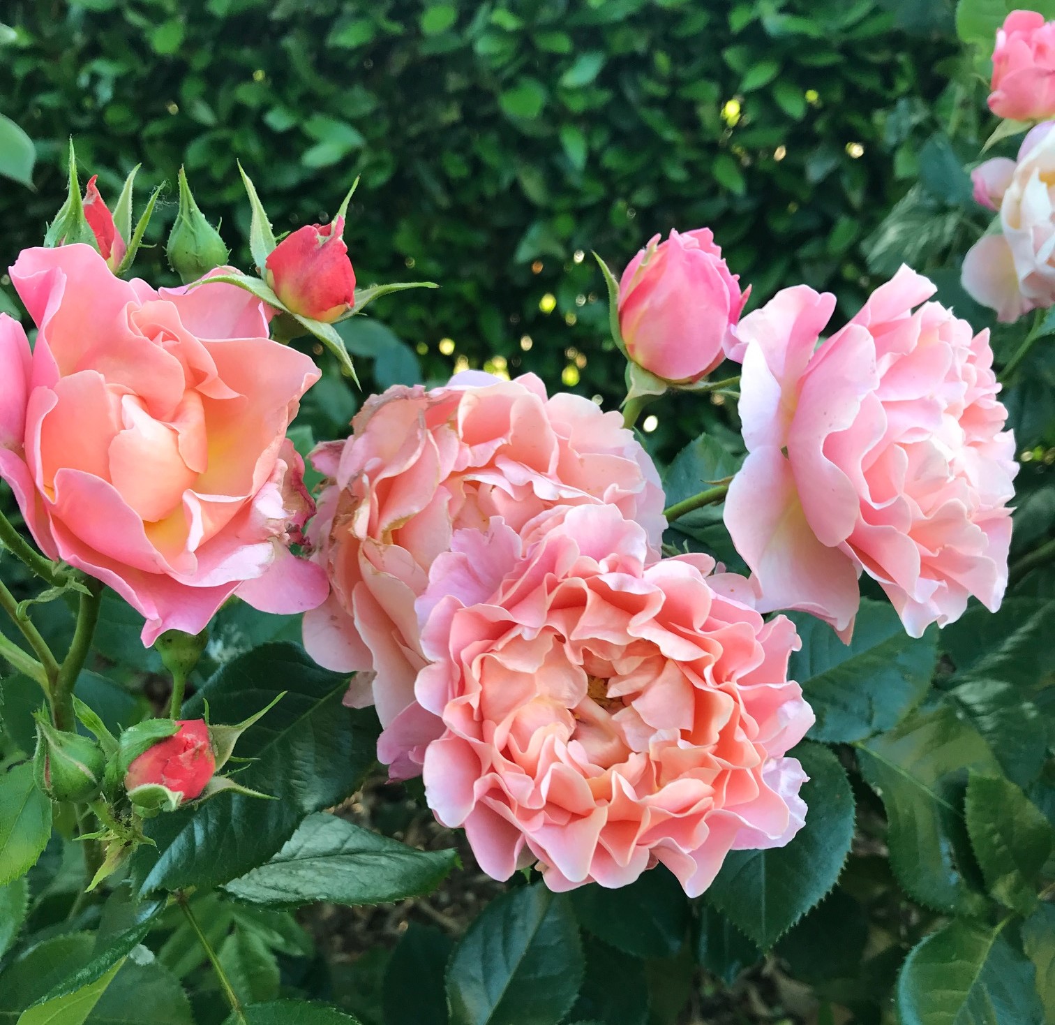 Rosier Marie Curie - Les Jardins de Phocas