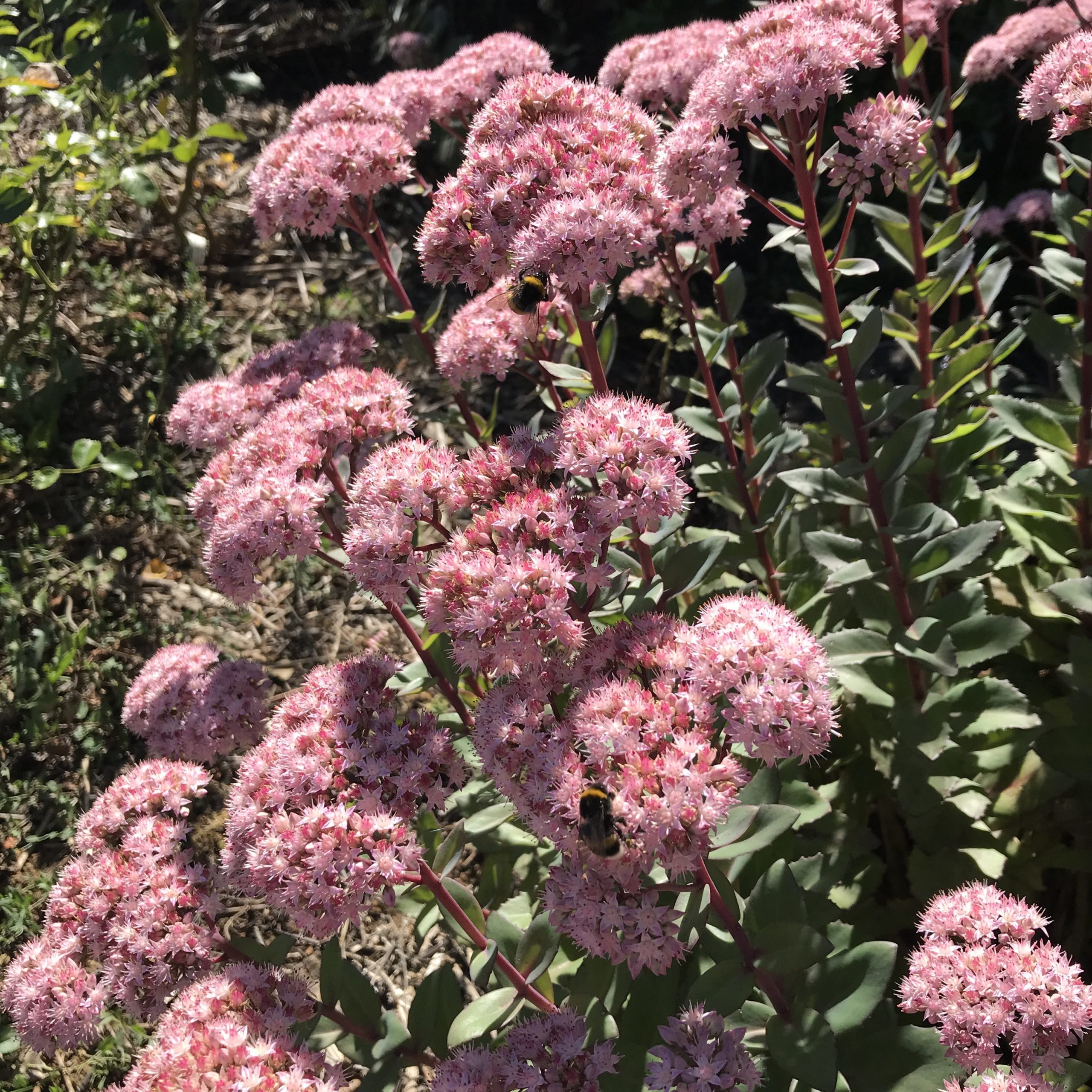 sedum-spectabile-orpin-les-jardins-de-phocas