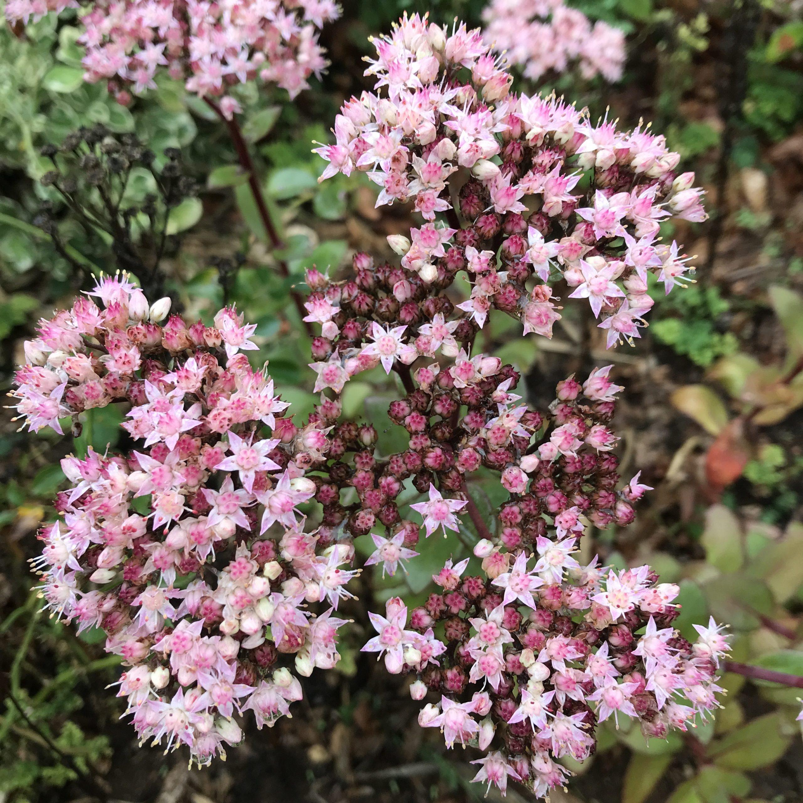sedum-spectabile-orpin-les-jardins-de-phocas