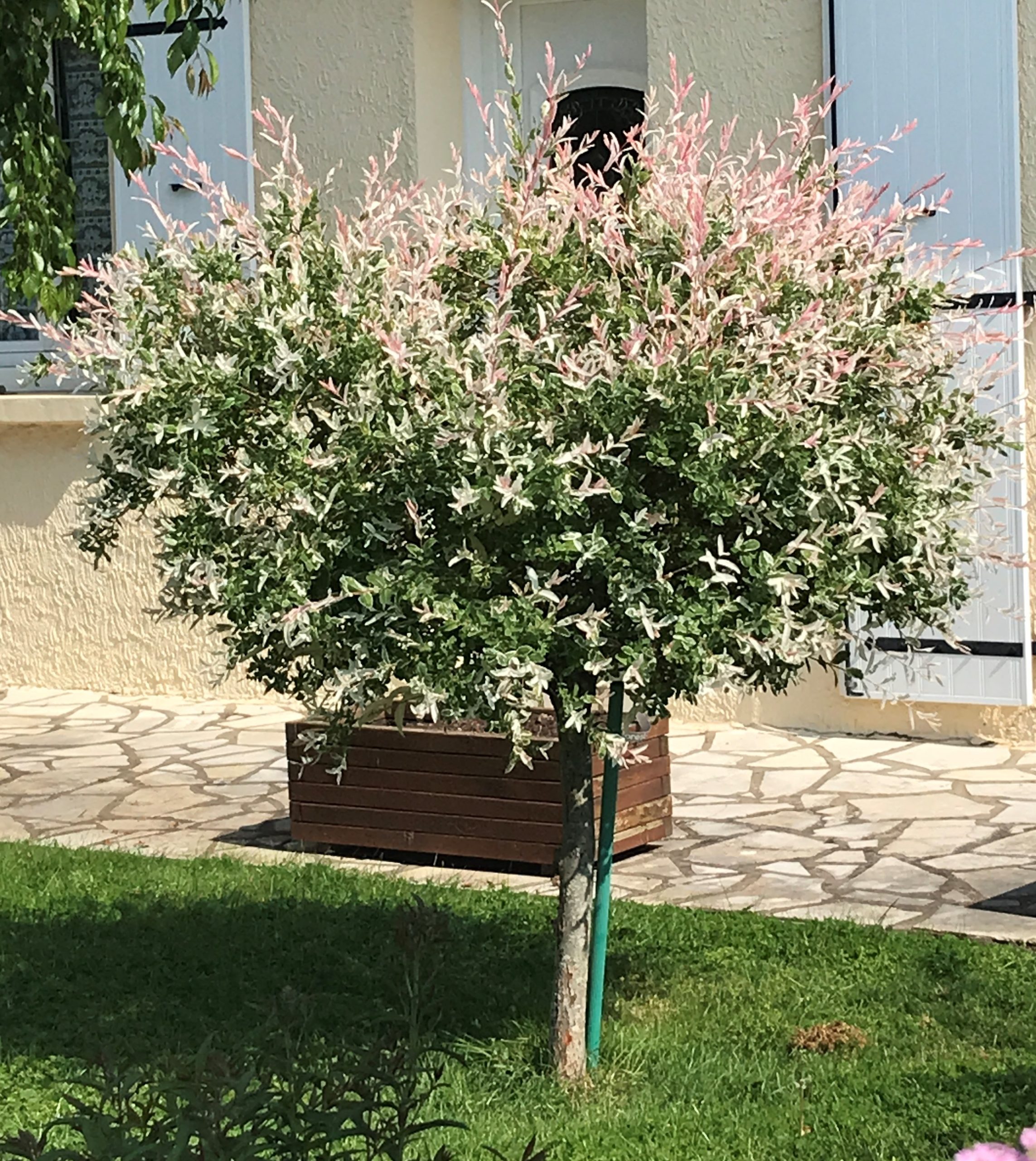Saule Crevette Salix Integra Hakuro Nishiki Les Jardins De Phocas saule-crevette-salix-integra-hakuro-nishiki-les-jardins-de-phocas