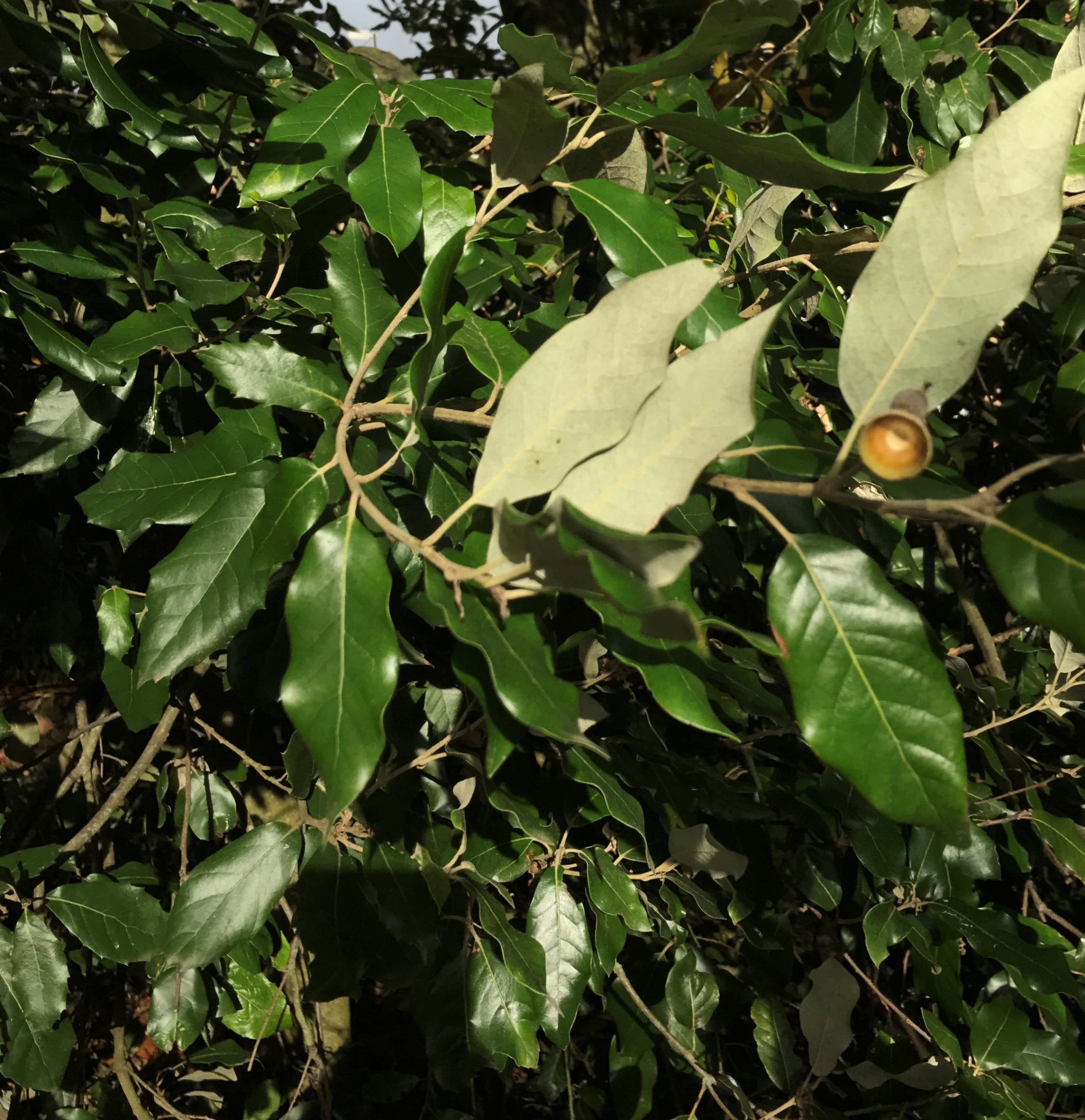 Chêne vert Quercus ilex Les Jardins de Phocas